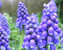 1月4週目の花 ムスカリ