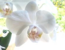 1月2週目の花 コチョウラン