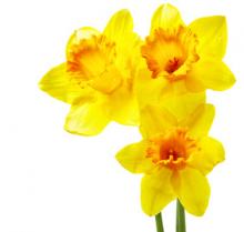 1月1週目の花 スイセン