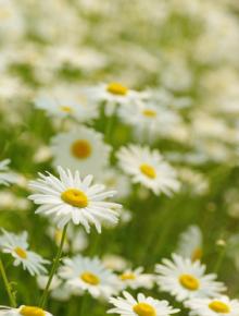 3月4週目の花 マーガレット