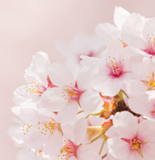 4月1週目の花 サクラ