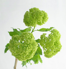 5月3週目の花 ビバーナム