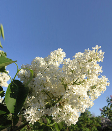6月3週目の花 ライラック