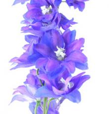 6月4週目の花 デルフィニュウム