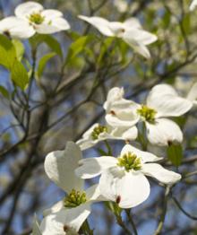 4月3週目の花 ハナミズキ