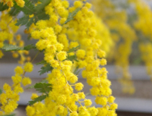1月3週目の花 ミモザ