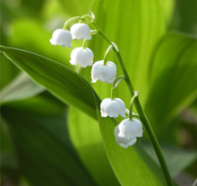 5月1週目の花 スズラン