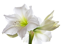 2月1週目の花 アマリリス（ホワイト）