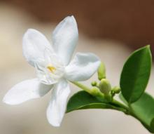 6月1週目の花 ジャスミン