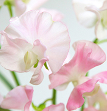 2月3週目の花 スイートピー