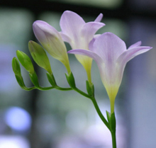 2月4週目の花 フリージア