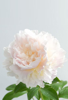 2月2週目の花 シャクヤク