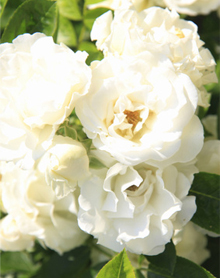 5月4週目の花 バラ（ホワイト）