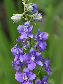 6月3週目の花 デルフィニュウム