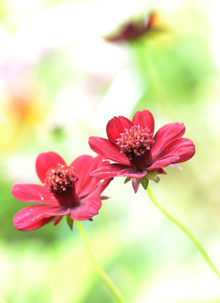 10月3週目の花 チョコレートコスモス