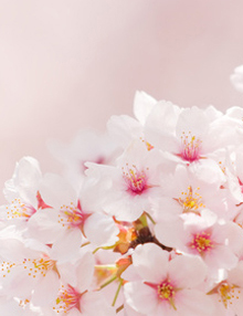 4月1週目の花 サクラ