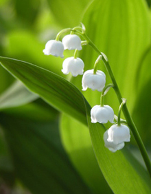 5月1週目の花 スズラン