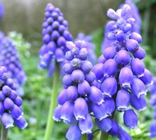 3月1週目の花 ムスカリ