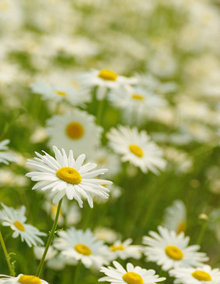 5月2週目の花 マーガレット