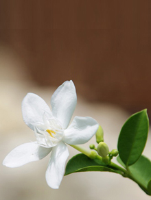 6月4週目の花 ジャスミン