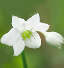 7月2週目の花 ユーチャリス