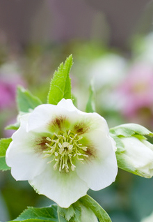 12月1週目の花 クリスマスローズ