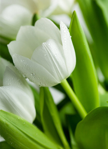 3月3週目の花 チューリップ