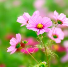 9月4週目の花 コスモス